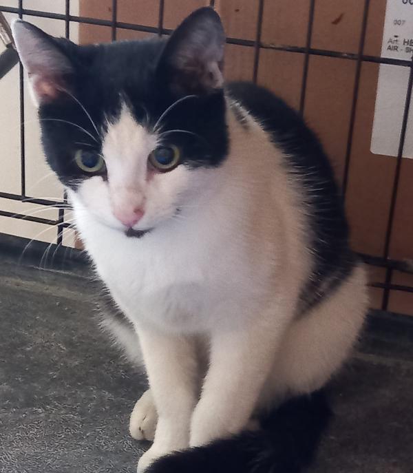 FRANCY, micia bianco/nera, molto affettuosa Foto 2